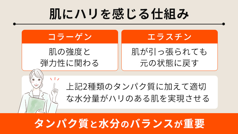 肌にハリを感じる仕組み