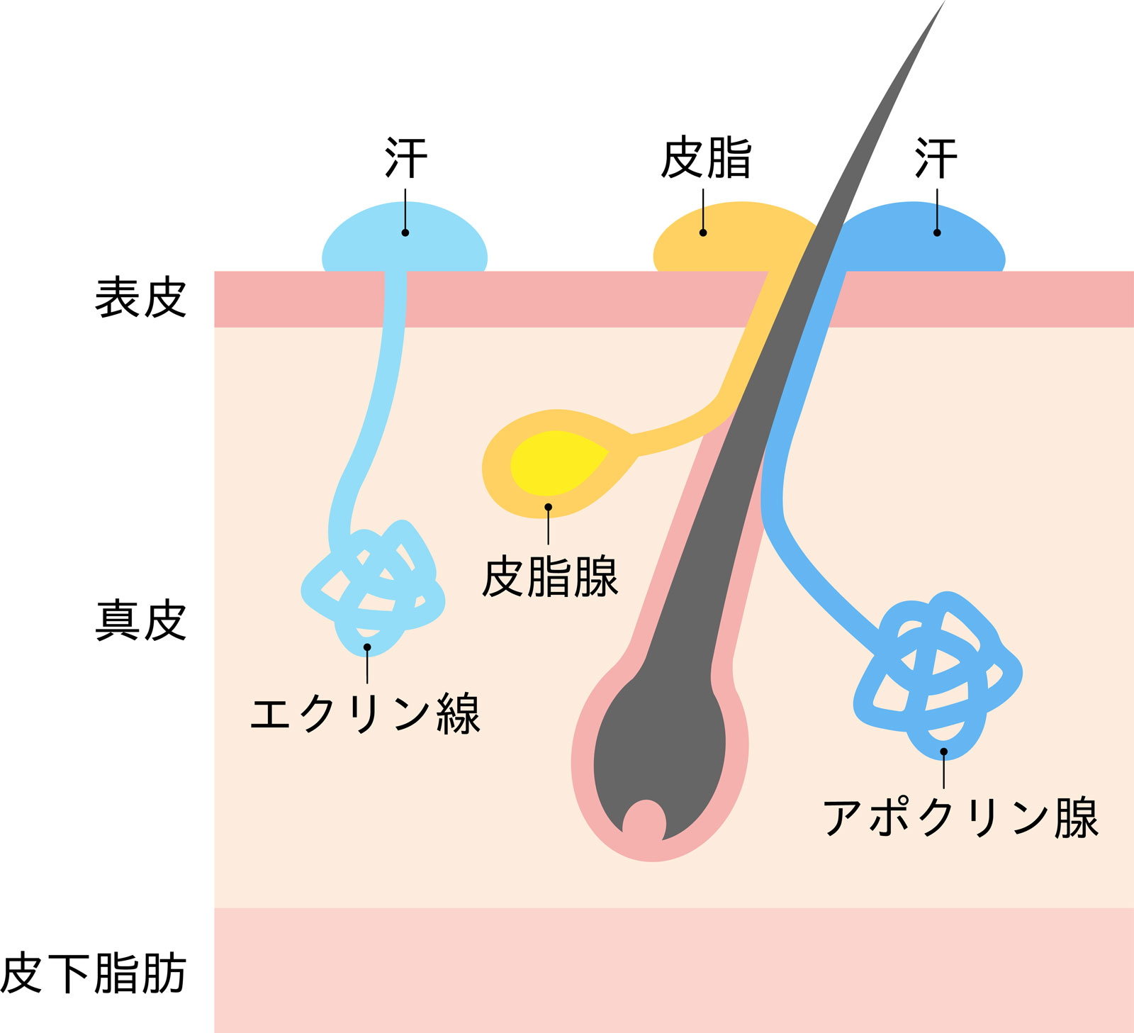 汗が出る仕組み