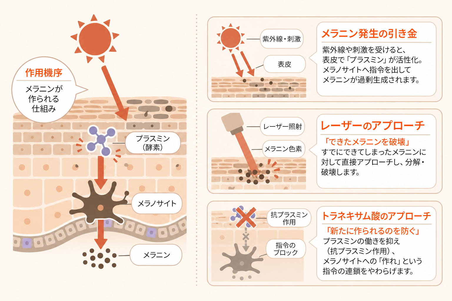 メラニン生成の仕組みとアプローチの比較