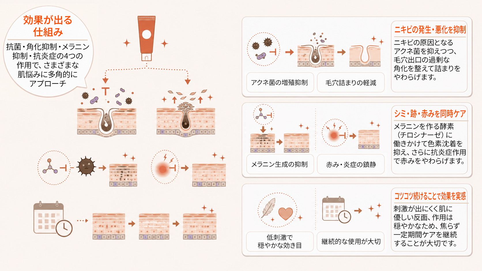 アゼライン酸の作用機序（抗菌・角化調整・メラニン生成抑制・抗炎症）
