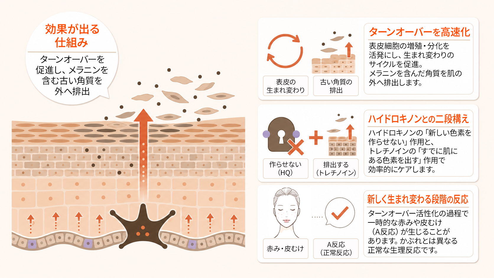 トレチノインの作用機序とハイドロキノンとの併用